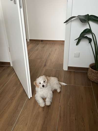 Zeichnungen eurer Hunde-Beitrag-Bild