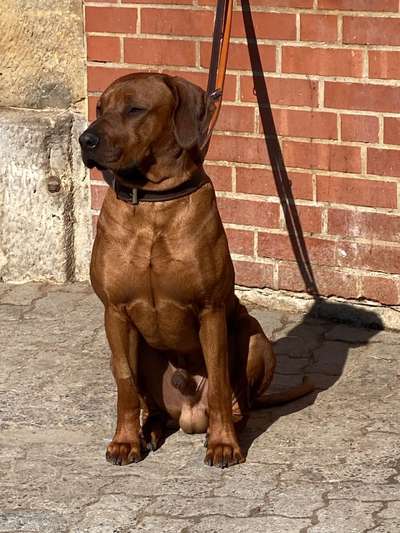 Rhodesian Ridgeback-Beitrag-Bild