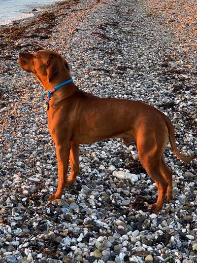 Rhodesian Ridgeback-Beitrag-Bild