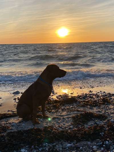 Rhodesian Ridgeback-Beitrag-Bild