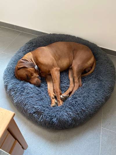 Rhodesian Ridgeback-Beitrag-Bild