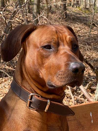 Rhodesian Ridgeback-Beitrag-Bild