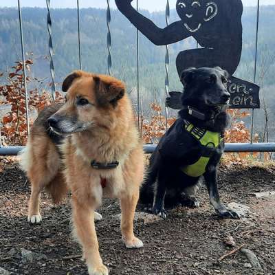 Hundetreffen-Zwei die gern im Rudel laufen. Spielen  mögen beide nicht. Sind beide souveräne-Bild