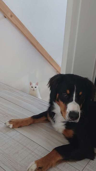 Entlebucher Sennenhund-Beitrag-Bild