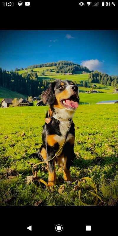 Appenzeller Sennenhunde-Beitrag-Bild