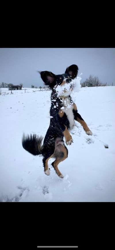 Dogorama Photo Challenge - Hunde in Action-Beitrag-Bild