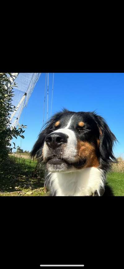 52. Collagenchallenge: Dein Hund im Sonnenschein-Beitrag-Bild