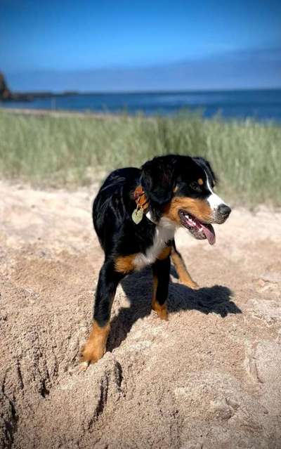 Die Dogorama Wochen Challenge: “Dein Hund im Urlaub”-Beitrag-Bild