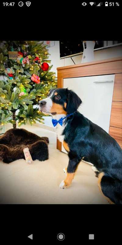 Dogorama Photo Challenge - Tre Chic!-Beitrag-Bild