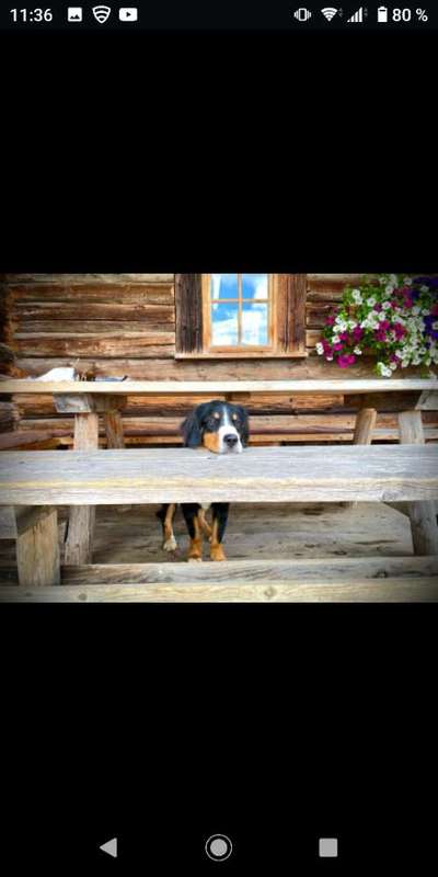 Die Dogorama Kalender Challenge Titelbild-Beitrag-Bild