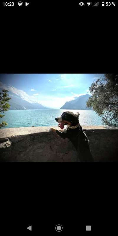 Entlebucher Sennenhund-Beitrag-Bild