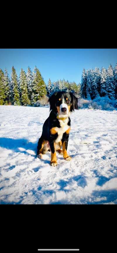 Schweizer Sennenhunde-Beitrag-Bild