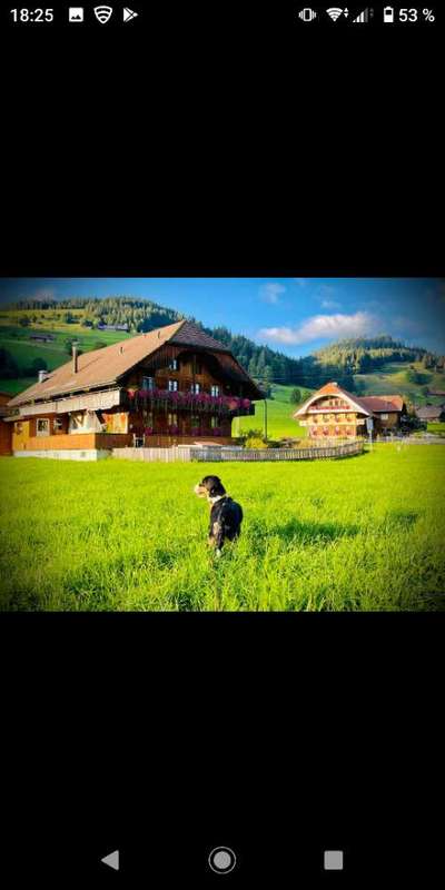 Entlebucher Sennenhund-Beitrag-Bild