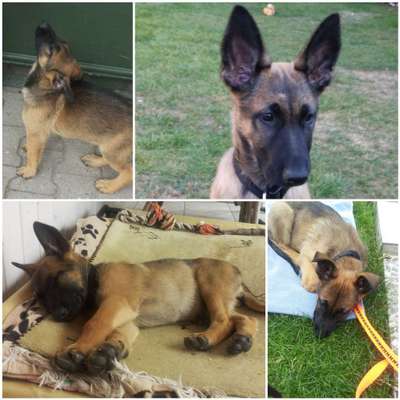 Welpen Bilder !-Beitrag-Bild