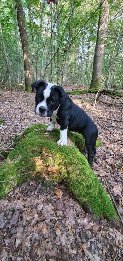 Foto -Challenge  Thema : Dein Hund Im Wald-Beitrag-Bild