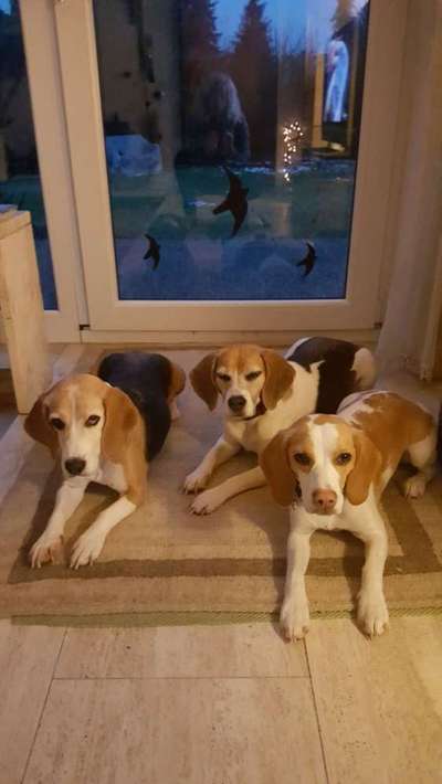 Mehrere Hunde zuhause !-Beitrag-Bild