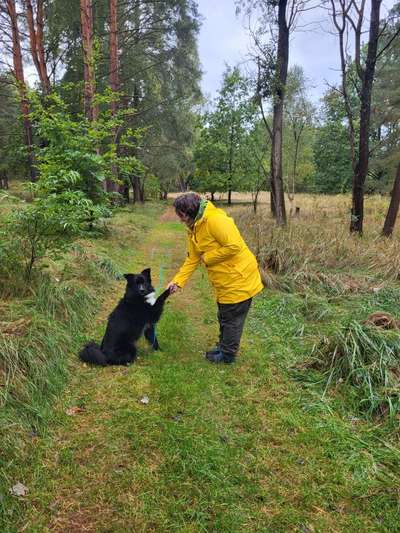 Hundetreffen-Gemeinsam unterwegs-Bild