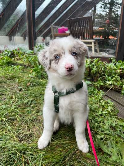 Hundetreffen-Welpentreffen in Hürtgenwald-Bild