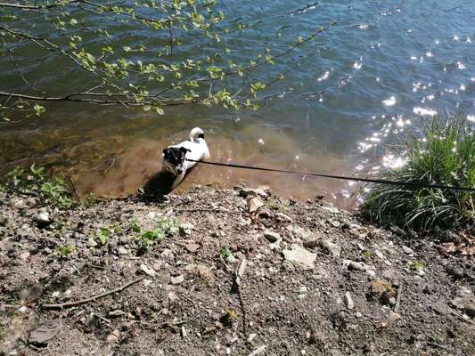 Dogorama-Monats-Challenge-Mai "Wasser"-Beitrag-Bild