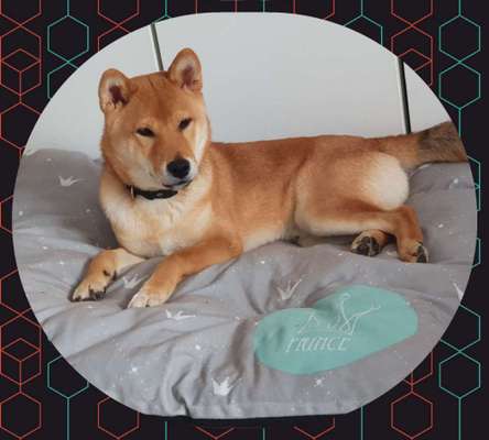 Shiba Inu und andere japanische Rassen!-Beitrag-Bild