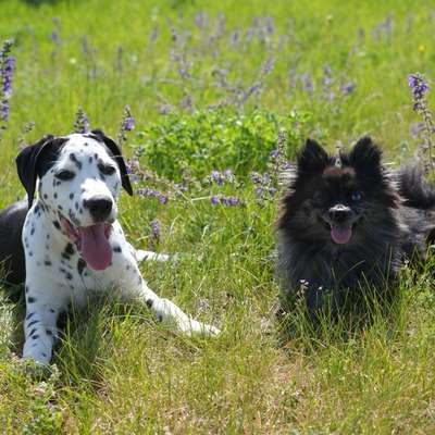 Hundetreffen-Gassi-Buddy gesucht-Bild