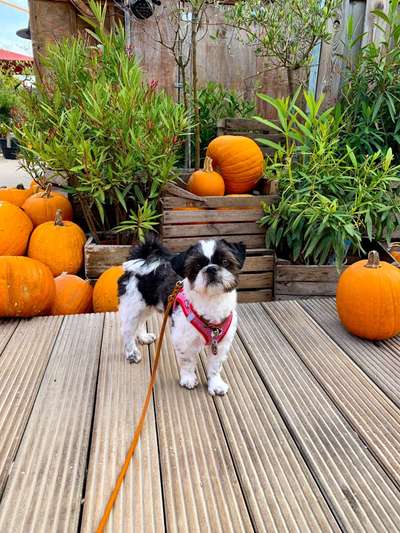 Dogorama Photo Challenge - Kürbis-Beitrag-Bild