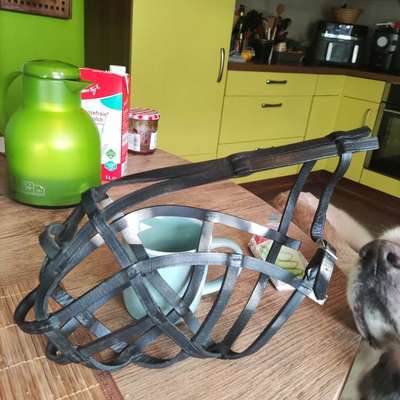 Drahtmaulkorb nicht tierschutzgerecht?-Beitrag-Bild