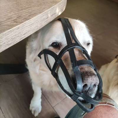 Drahtmaulkorb nicht tierschutzgerecht?-Beitrag-Bild