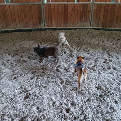 Hundetreffen-Spieltreff für Mops, Minis & Co-Bild