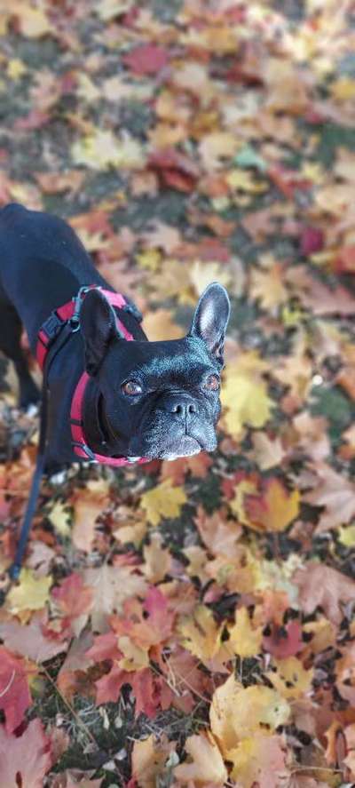 Französische Bulldoggen-Beitrag-Bild