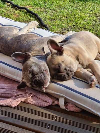 Französische Bulldoggen-Beitrag-Bild