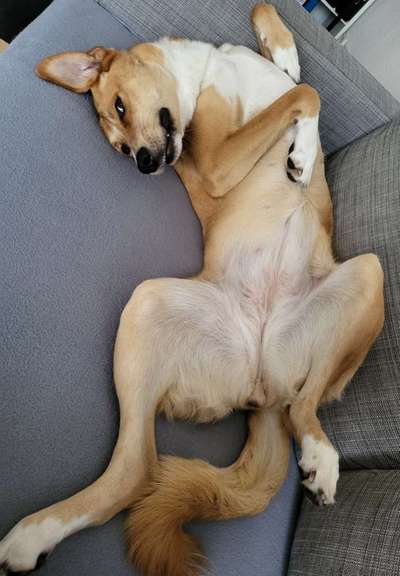 Dogorama Photo Challenge - Zeigt her eure Bäuche-Beitrag-Bild