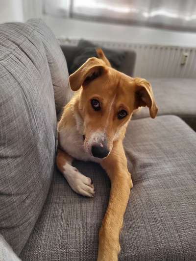 Mischlingshunde Foto Aufruf-Beitrag-Bild