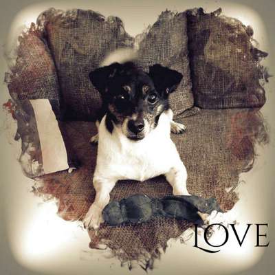 Unsere Fellnasen im Regenbogenland-Beitrag-Bild