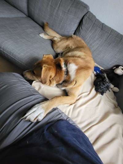 Wie kamst du zu deinem Hund?-Beitrag-Bild