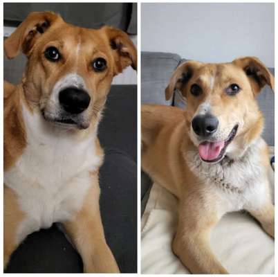 Wie kamst du zu deinem Hund?-Beitrag-Bild