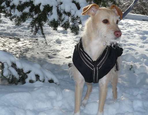 Podencomischling oder Podenco-Beitrag-Bild