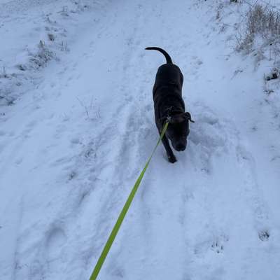 Hundetreffen-Treffen Hagen Süd, Schalksmühle-Bild