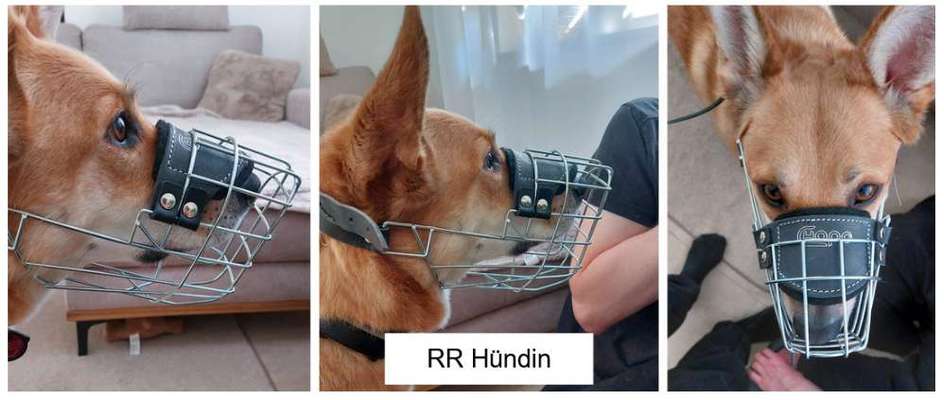 Wie sitzt mein Maulkorb / Maulkorb-Beratung-Beitrag-Bild