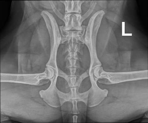 Gangbild - ohne und mit Schmerztabletten-Beitrag-Bild