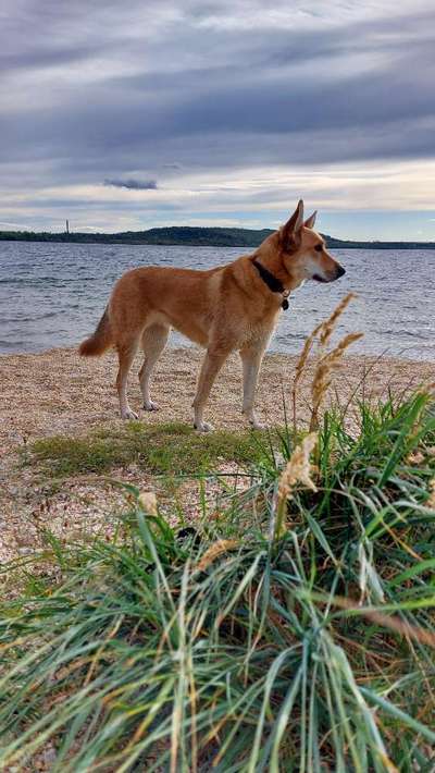 Westsibirische Laika ^~^-Beitrag-Bild