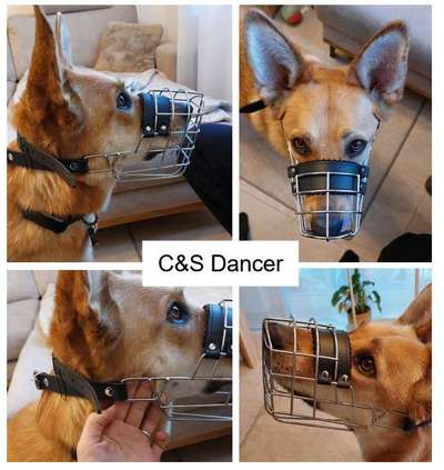 Wie sitzt mein Maulkorb / Maulkorb-Beratung-Beitrag-Bild