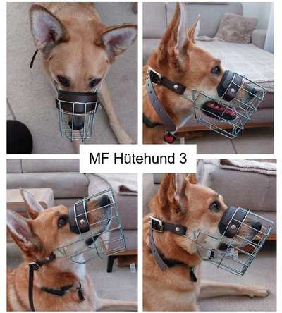 Wie sitzt mein Maulkorb / Maulkorb-Beratung-Beitrag-Bild