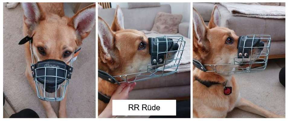 Wie sitzt mein Maulkorb / Maulkorb-Beratung-Beitrag-Bild