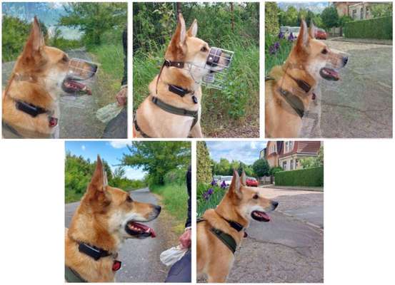 Wie sitzt mein Maulkorb / Maulkorb-Beratung-Beitrag-Bild