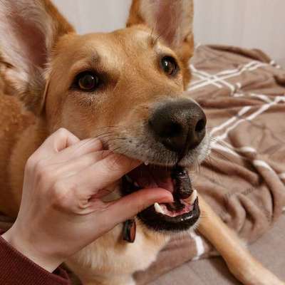 Zahnreinigung- eure Erfahrungen und Trick17?-Beitrag-Bild