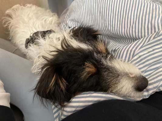 Wo sind die Jack und Parson Russell Terrier?-Beitrag-Bild