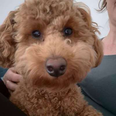 Hundetreffen-Junghundetreffen in Oberhausen und Umgebung-Bild