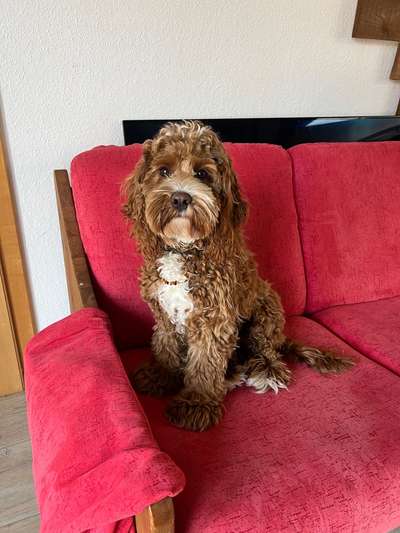 Cockerpoo (Englischer Cockerspaniel +Pudel)-Beitrag-Bild