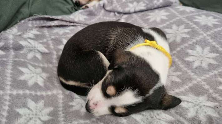 Arbeit und Hund-Beitrag-Bild